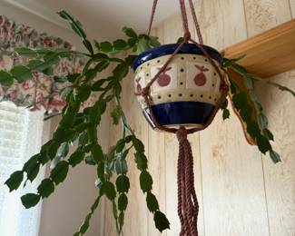 Potted Christmas Cactus