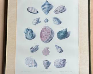 Franz Michael Regenfus (German B1712) Reproduction Shell Print
Lot #: 137
