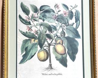 Botanical Print In Gilded Frame
Lot #: 129