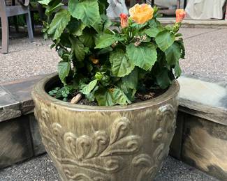 Very large, ceramic pot and blooming real plant
