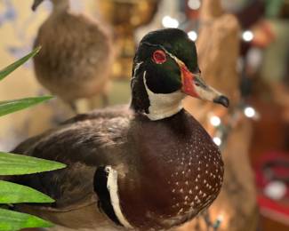 In case you missed the first photo :-) Papa Mallard here giving you the RedEye. Haha!