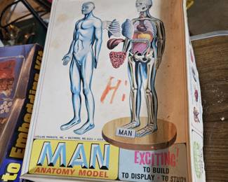 Vintage Anatomy Man