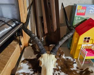 Impala taxidermy skull and fur