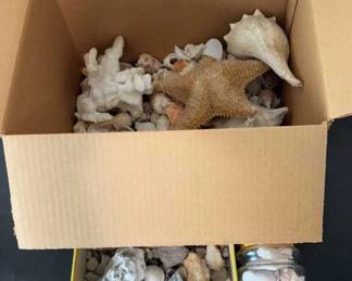Rocks and Shells