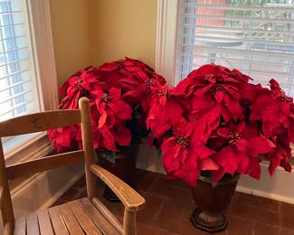 Huge poinsettias