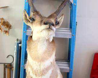 Antelope Mount