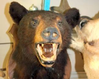 Bear Mount