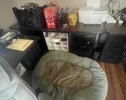 Cubbies, file cabinets, dog bed