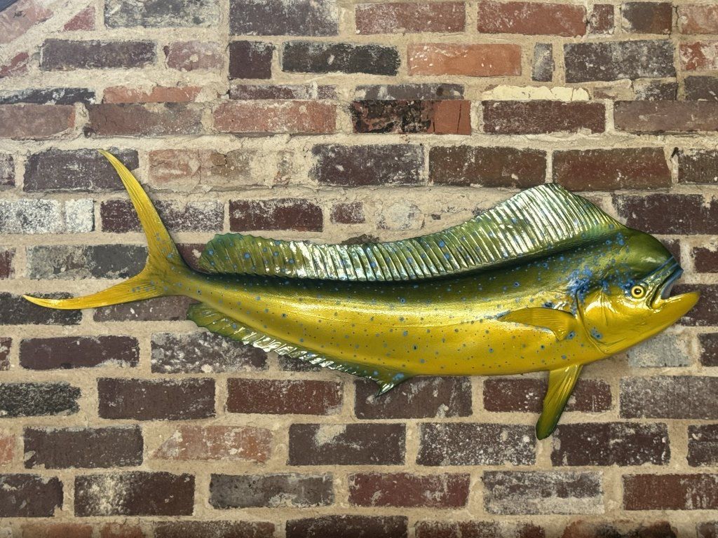 43in Dorado, Mahi Mahi Fish Mount