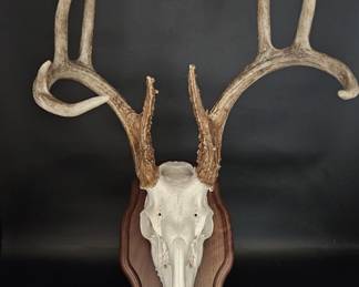 European-Style Deer Mount with Antlers