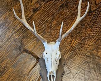 Elk Mount with 10 Point Antlers