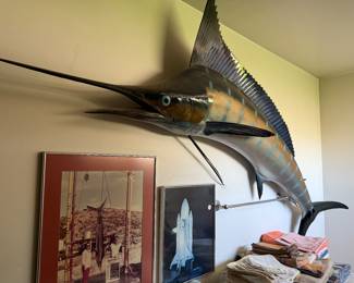 Taxi dermy sail fish/ Marlin