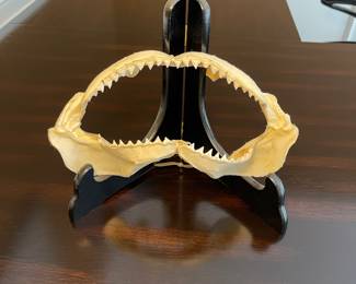 S12 - $30 - Shark Jaw. Good condition. Completely intact. 10 x 5