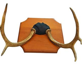Mounted Mule Deer Antlers