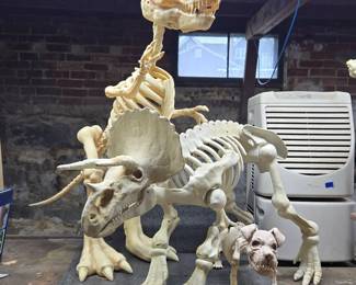(3) Animal Skeletons
