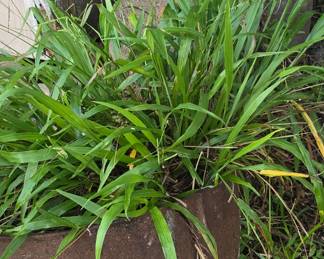 Plants - Flower Pots