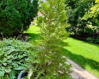 Live evergreen tree in planter