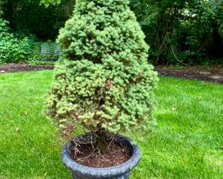Live evergreen tree
