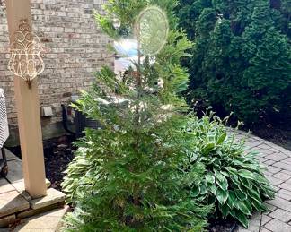 Another view- Live evergreen tree in planter