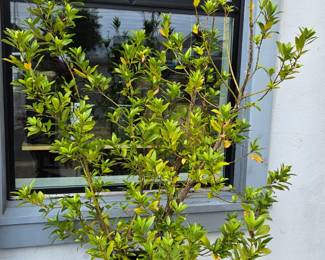 Pot with Bay Leaf Tree