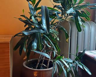 07 Plant Glazed Ceramic Pot