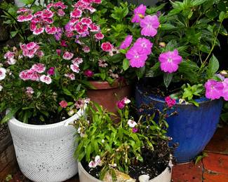 18 Plants and Pots