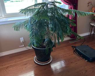 Plants.