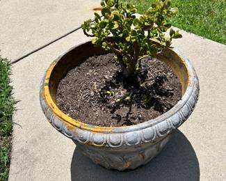 Outdoor plant.
