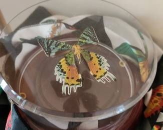 Pinned Moth in Acrylic