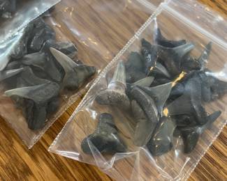 Shark teeth