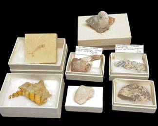 Cool Fossils