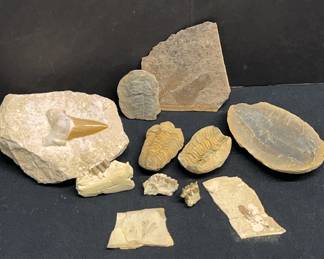 Fossils