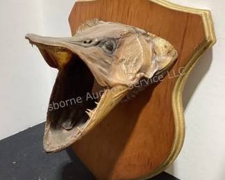 Vintage fish mount