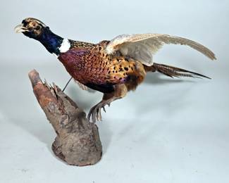 Ringneck Pheasant Taxidery, Approx 35" Long