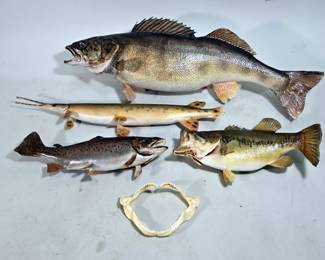Taxidermy Mounted Fish, Includes Longnose Gar, Walleye, Largemouth Bass, And Rainbow Trout, Total Qty 4, And Shark Jaw
