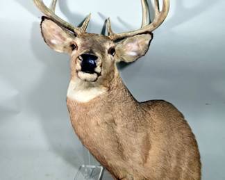 White-Tailed Deer Taxidermy Mount, 9 Point, Approx 18.5" Span Between Antlers