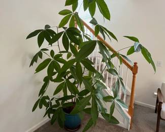 C14 - $65. Large potted Money Plant Measures 70" Tall