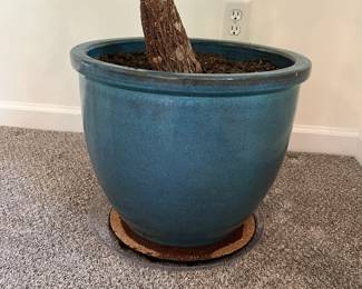 C14 - $65. Large potted Money Plant Measures 70" Tall