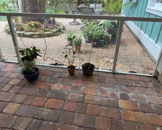 Plants