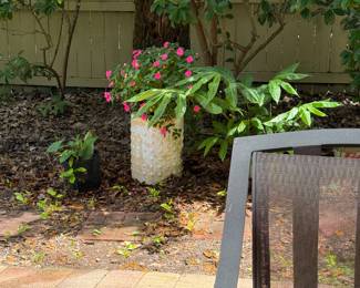 Impatiens