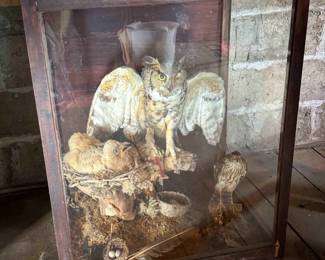 Taxidermy Owl Display