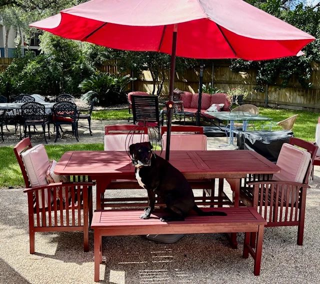 Dog Days of Summer