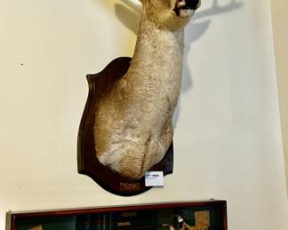 Vintage Buck Taxidermy