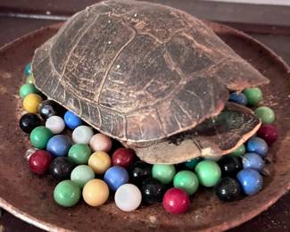 Turtle Shell