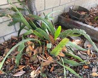 Orchid Cactus