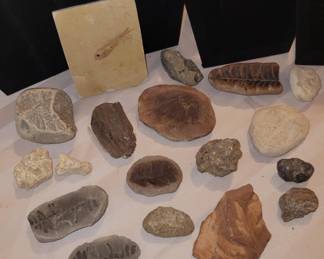Fossils