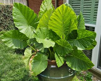 LOVE these elephant ears!
