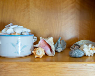 Shell collection 5.00