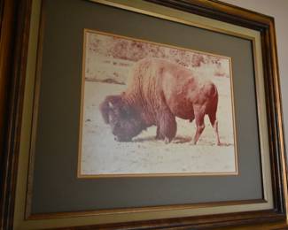 Buffalo Photo