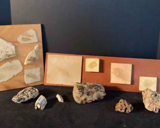 Fossil Assortment